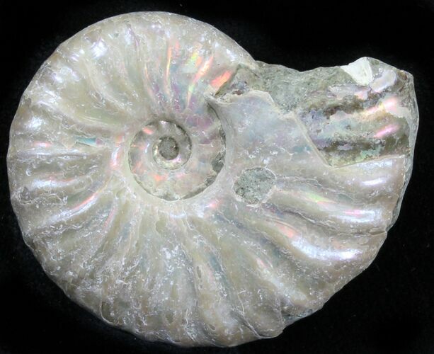 Silver Iridescent Ammonite - Madagascar #29863